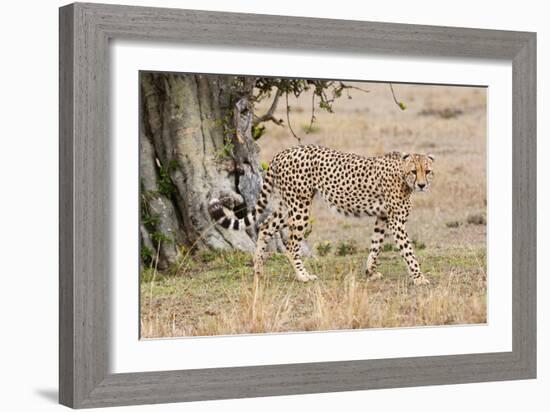 Cheetah (Acinonyx Jubatus), Masai Mara, Kenya, East Africa, Africa-Sergio Pitamitz-Framed Photographic Print