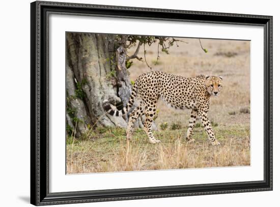 Cheetah (Acinonyx Jubatus), Masai Mara, Kenya, East Africa, Africa-Sergio Pitamitz-Framed Photographic Print