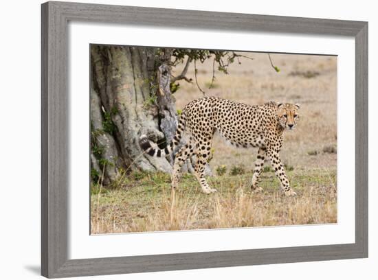 Cheetah (Acinonyx Jubatus), Masai Mara, Kenya, East Africa, Africa-Sergio Pitamitz-Framed Photographic Print