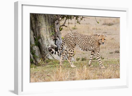 Cheetah (Acinonyx Jubatus), Masai Mara, Kenya, East Africa, Africa-Sergio Pitamitz-Framed Photographic Print