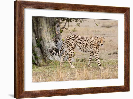 Cheetah (Acinonyx Jubatus), Masai Mara, Kenya, East Africa, Africa-Sergio Pitamitz-Framed Photographic Print