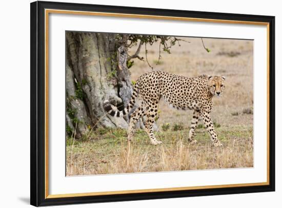 Cheetah (Acinonyx Jubatus), Masai Mara, Kenya, East Africa, Africa-Sergio Pitamitz-Framed Photographic Print