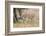 Cheetah (Acinonyx Jubatus), Masai Mara, Kenya, East Africa, Africa-Sergio Pitamitz-Framed Photographic Print