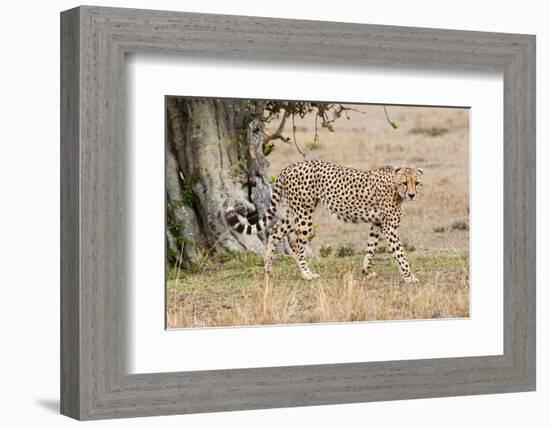 Cheetah (Acinonyx Jubatus), Masai Mara, Kenya, East Africa, Africa-Sergio Pitamitz-Framed Photographic Print