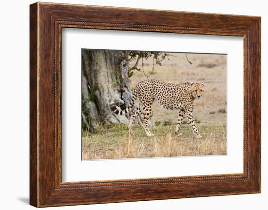 Cheetah (Acinonyx Jubatus), Masai Mara, Kenya, East Africa, Africa-Sergio Pitamitz-Framed Photographic Print