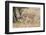 Cheetah (Acinonyx Jubatus), Masai Mara, Kenya, East Africa, Africa-Sergio Pitamitz-Framed Photographic Print