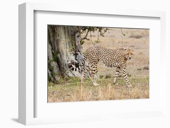 Cheetah (Acinonyx Jubatus), Masai Mara, Kenya, East Africa, Africa-Sergio Pitamitz-Framed Photographic Print