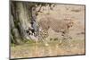 Cheetah (Acinonyx Jubatus), Masai Mara, Kenya, East Africa, Africa-Sergio Pitamitz-Mounted Photographic Print