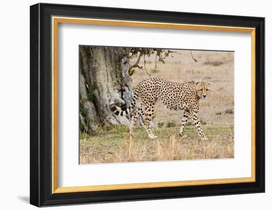 Cheetah (Acinonyx Jubatus), Masai Mara, Kenya, East Africa, Africa-Sergio Pitamitz-Framed Photographic Print