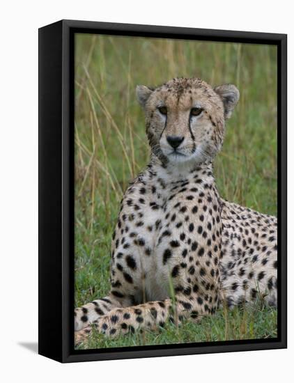 Cheetah (Acinonyx Jubatus), Masai Mara National Reserve, Kenya, East Africa, Africa-Sergio Pitamitz-Framed Premier Image Canvas