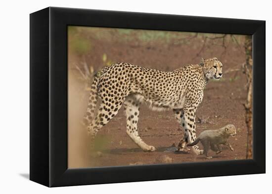 Cheetah (Acinonyx jubatus) mother and cub, Kruger National Park, South Africa, Africa-James Hager-Framed Premier Image Canvas