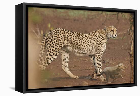 Cheetah (Acinonyx jubatus) mother and cub, Kruger National Park, South Africa, Africa-James Hager-Framed Premier Image Canvas
