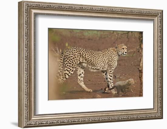Cheetah (Acinonyx jubatus) mother and cub, Kruger National Park, South Africa, Africa-James Hager-Framed Photographic Print