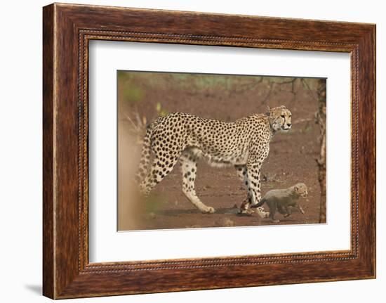 Cheetah (Acinonyx jubatus) mother and cub, Kruger National Park, South Africa, Africa-James Hager-Framed Photographic Print