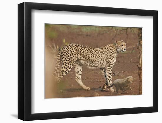 Cheetah (Acinonyx jubatus) mother and cub, Kruger National Park, South Africa, Africa-James Hager-Framed Photographic Print