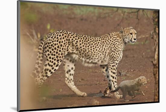 Cheetah (Acinonyx jubatus) mother and cub, Kruger National Park, South Africa, Africa-James Hager-Mounted Photographic Print