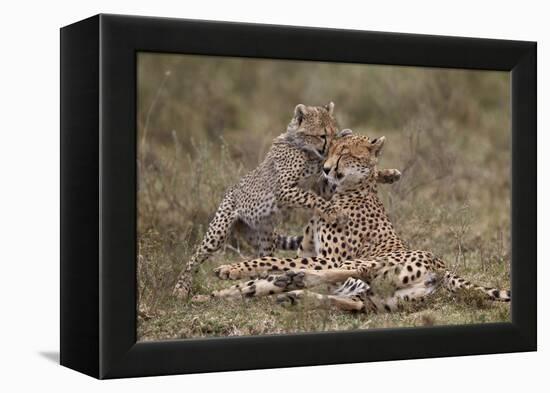 Cheetah (Acinonyx Jubatus) Mother and Cub, Serengeti National Park, Tanzania, East Africa, Africa-James Hager-Framed Premier Image Canvas