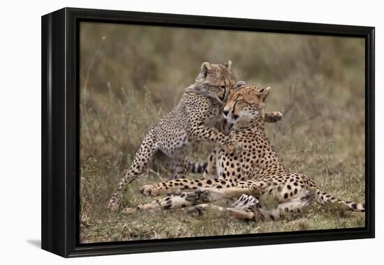 Cheetah (Acinonyx Jubatus) Mother and Cub, Serengeti National Park, Tanzania, East Africa, Africa-James Hager-Framed Premier Image Canvas