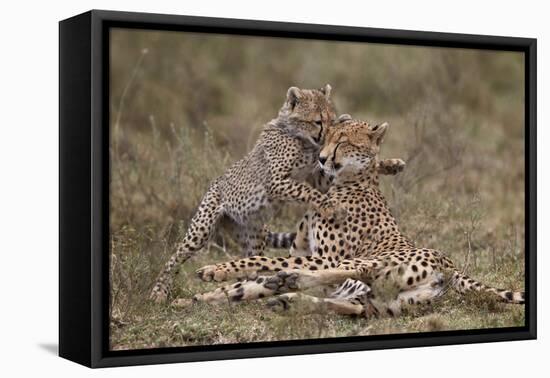 Cheetah (Acinonyx Jubatus) Mother and Cub, Serengeti National Park, Tanzania, East Africa, Africa-James Hager-Framed Premier Image Canvas