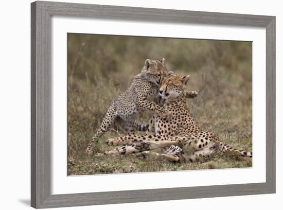 Cheetah (Acinonyx Jubatus) Mother and Cub, Serengeti National Park, Tanzania, East Africa, Africa-James Hager-Framed Photographic Print