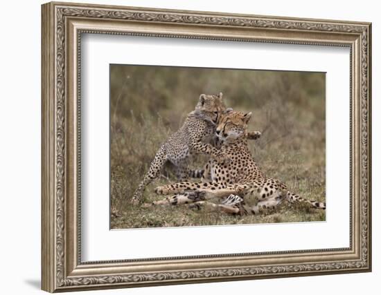 Cheetah (Acinonyx Jubatus) Mother and Cub, Serengeti National Park, Tanzania, East Africa, Africa-James Hager-Framed Photographic Print