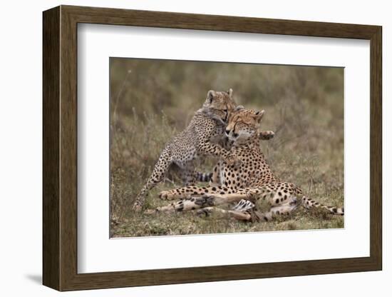 Cheetah (Acinonyx Jubatus) Mother and Cub, Serengeti National Park, Tanzania, East Africa, Africa-James Hager-Framed Photographic Print