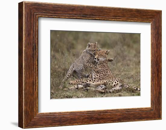 Cheetah (Acinonyx Jubatus) Mother and Cub, Serengeti National Park, Tanzania, East Africa, Africa-James Hager-Framed Photographic Print