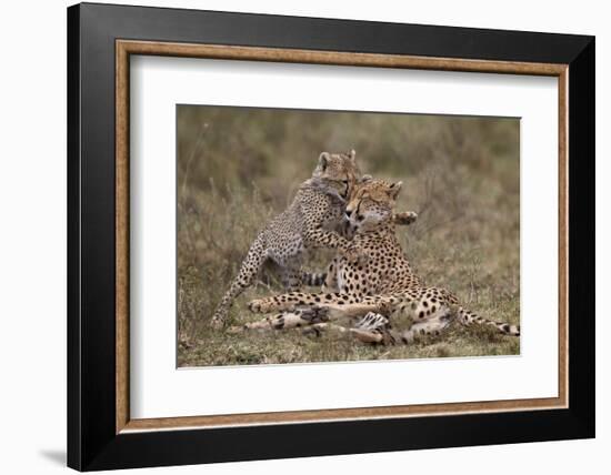 Cheetah (Acinonyx Jubatus) Mother and Cub, Serengeti National Park, Tanzania, East Africa, Africa-James Hager-Framed Photographic Print