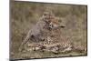 Cheetah (Acinonyx Jubatus) Mother and Cub, Serengeti National Park, Tanzania, East Africa, Africa-James Hager-Mounted Photographic Print