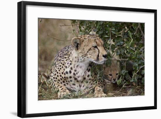 Cheetah (Acinonyx Jubatus) Mother and Cub-James Hager-Framed Photographic Print