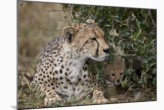 Cheetah (Acinonyx Jubatus) Mother and Cub-James Hager-Mounted Photographic Print