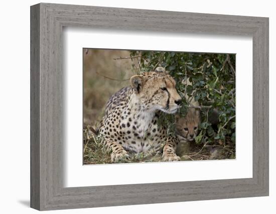 Cheetah (Acinonyx Jubatus) Mother and Cub-James Hager-Framed Photographic Print