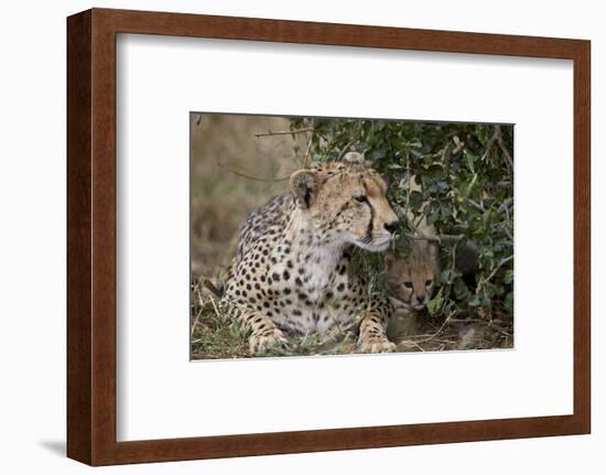 Cheetah (Acinonyx Jubatus) Mother and Cub-James Hager-Framed Photographic Print