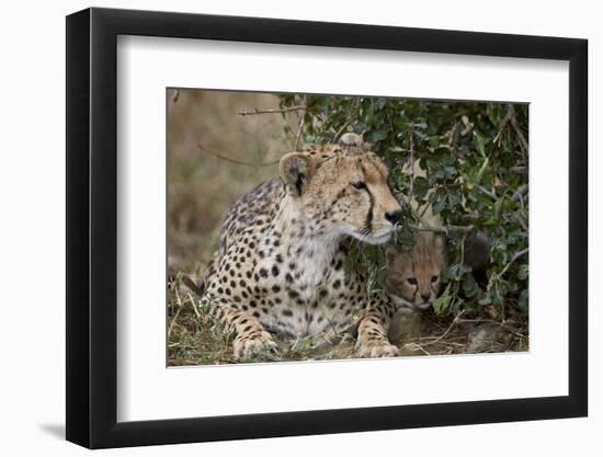 Cheetah (Acinonyx Jubatus) Mother and Cub-James Hager-Framed Photographic Print