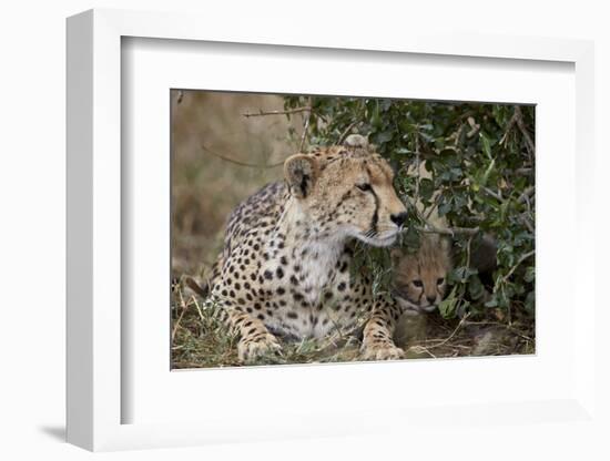 Cheetah (Acinonyx Jubatus) Mother and Cub-James Hager-Framed Photographic Print