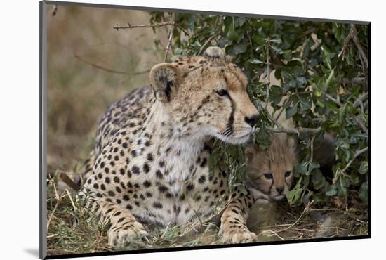 Cheetah (Acinonyx Jubatus) Mother and Cub-James Hager-Mounted Photographic Print