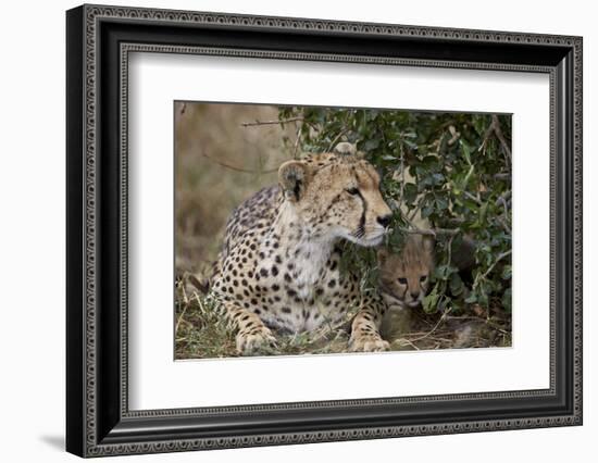 Cheetah (Acinonyx Jubatus) Mother and Cub-James Hager-Framed Photographic Print