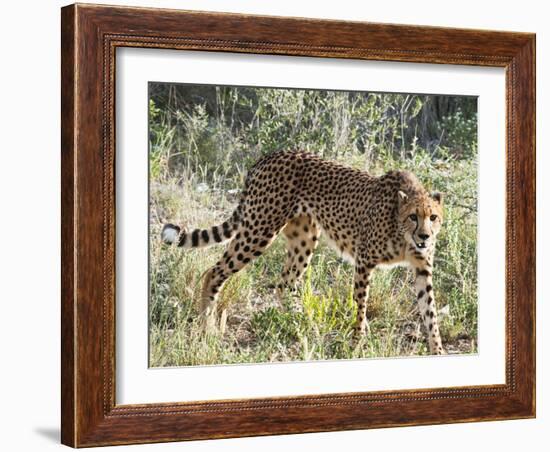 Cheetah, (Acinonyx Jubatus), Namibia, Africa-Nico Tondini-Framed Photographic Print