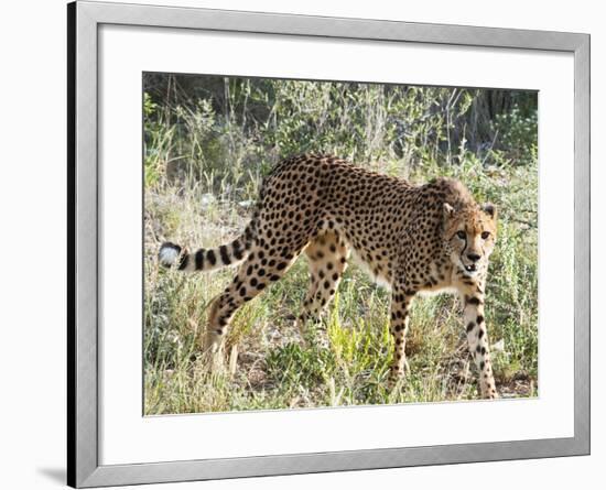 Cheetah, (Acinonyx Jubatus), Namibia, Africa-Nico Tondini-Framed Photographic Print