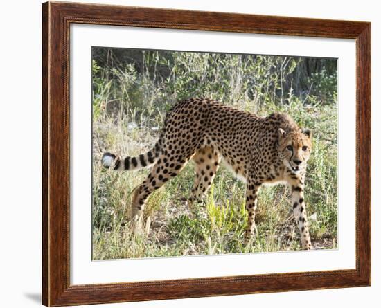 Cheetah, (Acinonyx Jubatus), Namibia, Africa-Nico Tondini-Framed Photographic Print