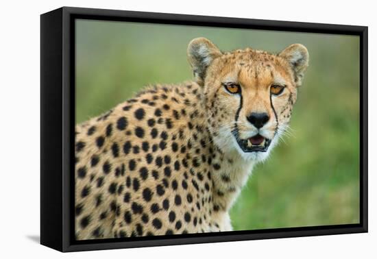 Cheetah (Acinonyx Jubatus), Ndutu, Ngorongoro Conservation Area, Tanzania-null-Framed Stretched Canvas