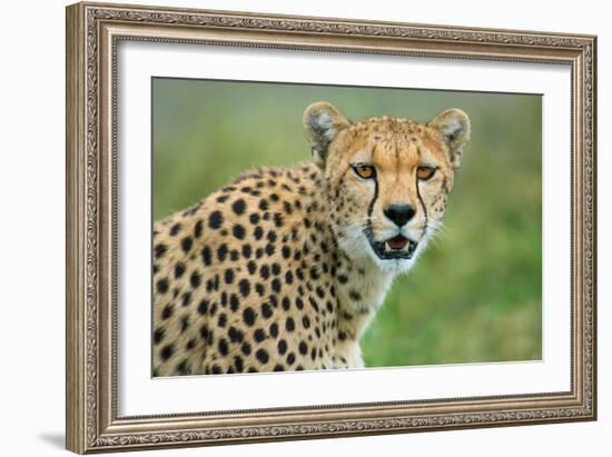 Cheetah (Acinonyx Jubatus), Ndutu, Ngorongoro Conservation Area, Tanzania-null-Framed Photographic Print