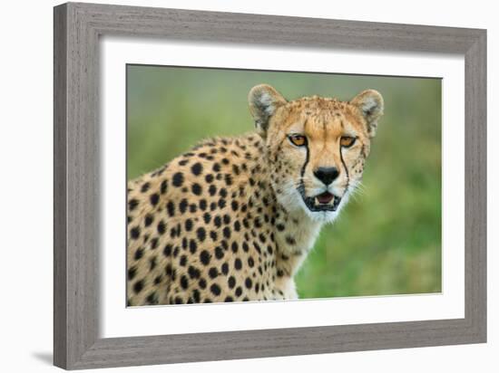 Cheetah (Acinonyx Jubatus), Ndutu, Ngorongoro Conservation Area, Tanzania-null-Framed Photographic Print