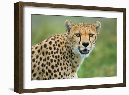 Cheetah (Acinonyx Jubatus), Ndutu, Ngorongoro Conservation Area, Tanzania-null-Framed Photographic Print