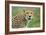 Cheetah (Acinonyx Jubatus), Ndutu, Ngorongoro Conservation Area, Tanzania-null-Framed Photographic Print