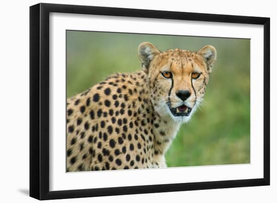 Cheetah (Acinonyx Jubatus), Ndutu, Ngorongoro Conservation Area, Tanzania-null-Framed Photographic Print