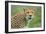 Cheetah (Acinonyx Jubatus), Ndutu, Ngorongoro Conservation Area, Tanzania-null-Framed Photographic Print