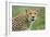 Cheetah (Acinonyx Jubatus), Ndutu, Ngorongoro Conservation Area, Tanzania-null-Framed Photographic Print