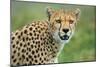 Cheetah (Acinonyx Jubatus), Ndutu, Ngorongoro Conservation Area, Tanzania-null-Mounted Photographic Print