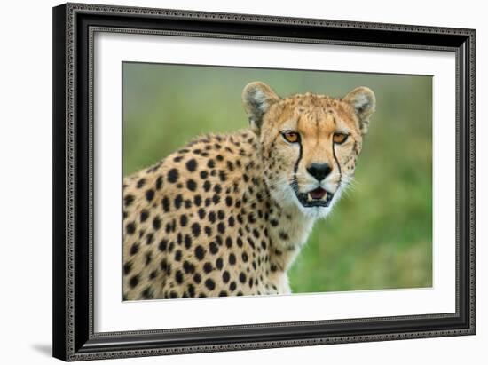 Cheetah (Acinonyx Jubatus), Ndutu, Ngorongoro Conservation Area, Tanzania-null-Framed Photographic Print